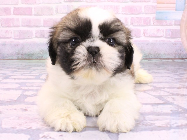 大阪府のペキシーズー/ペキズー(ペキニーズ×シーズー) (Coo&RIKU枚方店/2026年2月11日生まれ/男の子/パーティーカラー)の子犬の1枚目の画像