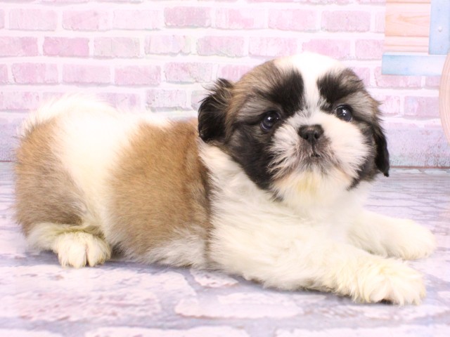 大阪府のペキシーズー/ペキズー(ペキニーズ×シーズー) (Coo&RIKU枚方店/2026年2月11日生まれ/男の子/パーティーカラー)の子犬の2枚目の画像