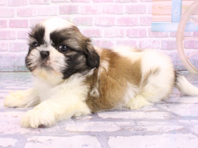 大阪府のペキシーズー/ペキズー(ペキニーズ×シーズー) (Coo&RIKU枚方店/2026年2月11日生まれ/男の子/パーティーカラー)の子犬の3枚目の画像