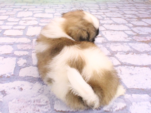 大阪府のペキシーズー/ペキズー(ペキニーズ×シーズー) (Coo&RIKU枚方店/2026年2月11日生まれ/男の子/パーティーカラー)の子犬の4枚目の画像