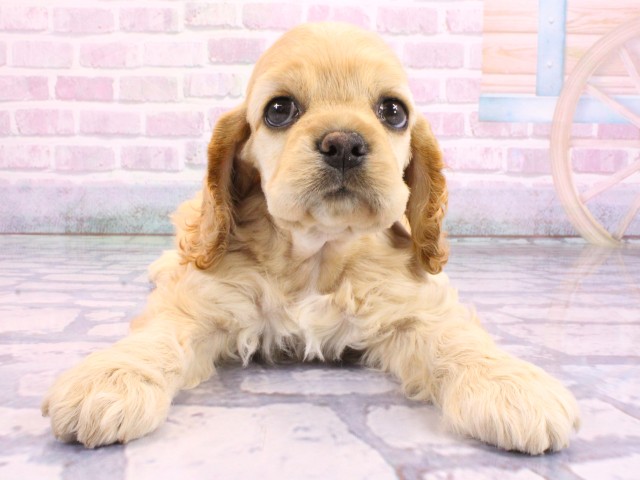 アメリカン・コッカースパニエル