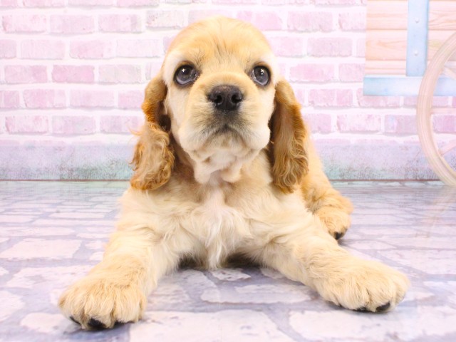 大阪府のアメリカンコッカースパニエル (Coo&RIKU天王寺店/2026年2月12日生まれ/男の子/バフ)の子犬の1枚目の画像