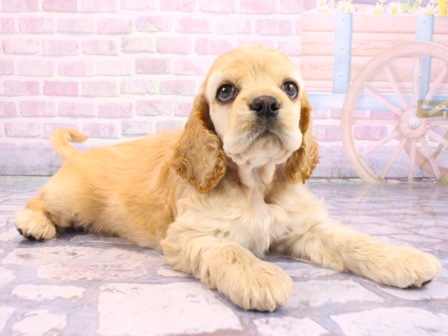 大阪府のアメリカンコッカースパニエル (Coo&RIKU天王寺店/2026年2月12日生まれ/男の子/バフ)の子犬の2枚目の画像