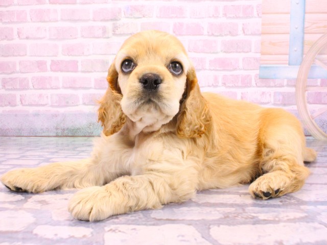 大阪府のアメリカンコッカースパニエル (Coo&RIKU天王寺店/2026年2月12日生まれ/男の子/バフ)の子犬の3枚目の画像