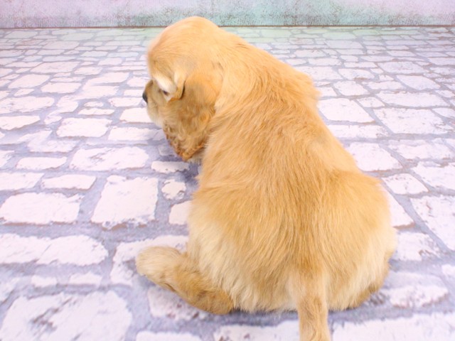 大阪府のアメリカンコッカースパニエル (Coo&RIKU天王寺店/2026年2月12日生まれ/男の子/バフ)の子犬の4枚目の画像