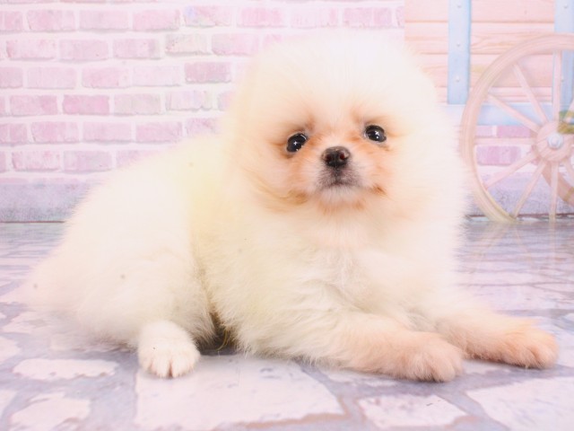滋賀県のポメラニアン (Coo&RIKUアヤハディオ水口店/2026年2月10日生まれ/男の子/クリーム)の子犬の1枚目の画像