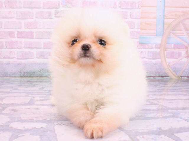 滋賀県のポメラニアン (Coo&RIKUアヤハディオ水口店/2026年2月10日生まれ/男の子/クリーム)の子犬の2枚目の画像