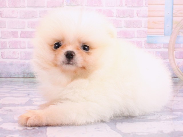 滋賀県のポメラニアン (Coo&RIKUアヤハディオ水口店/2026年2月10日生まれ/男の子/クリーム)の子犬の3枚目の画像