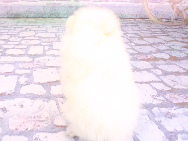 滋賀県のポメラニアン (Coo&RIKUアヤハディオ水口店/2026年2月10日生まれ/男の子/クリーム)の子犬の4枚目の画像