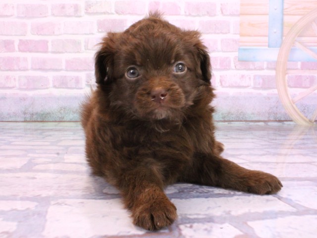 奈良県のチワプー/プーチー(チワワ×プードル) (Coo&RIKU奈良富雄南店/2026年2月11日生まれ/男の子/チョコレート)の子犬