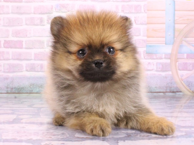 兵庫県のポメラニアン (Coo&RIKU三木店/2026年2月12日生まれ/男の子/オレンジセーブル)の子犬の1枚目の画像
