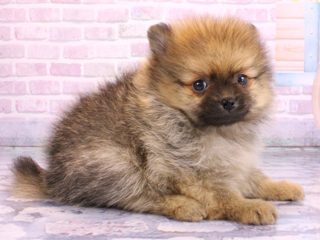 兵庫県のポメラニアン (Coo&RIKU三木店/2026年2月12日生まれ/男の子/オレンジセーブル)の子犬の2枚目の画像