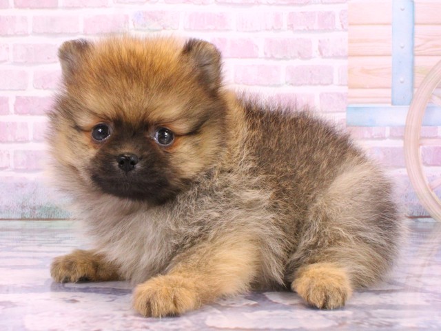 兵庫県のポメラニアン (Coo&RIKU三木店/2026年2月12日生まれ/男の子/オレンジセーブル)の子犬の3枚目の画像