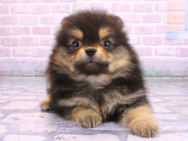 大阪府のポメラニアン (Coo&RIKU茶屋町店/2026年2月12日生まれ/男の子/ブラックタン)の子犬