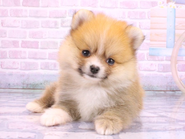 大阪府のポメラニアン (Coo&RIKU心斎橋店/2026年2月12日生まれ/男の子/パーティーカラー)の子犬