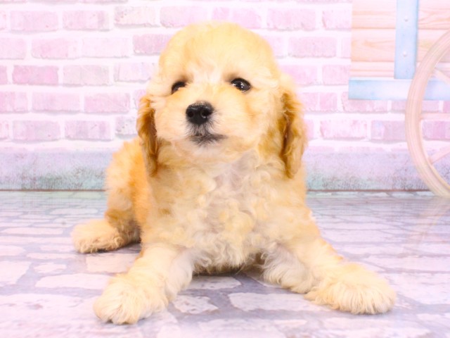 大阪府のトイプードル(トイ) (Coo&RIKU枚方店/2026年2月10日生まれ/女の子/ペールフォーン)の子犬の1枚目の画像