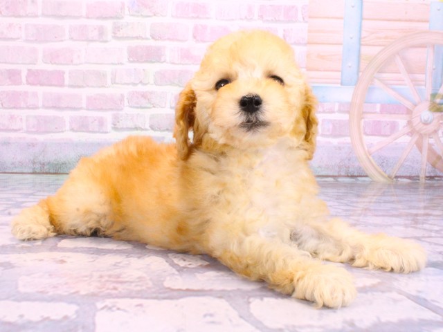 大阪府のトイプードル(トイ) (Coo&RIKU枚方店/2026年2月10日生まれ/女の子/ペールフォーン)の子犬の2枚目の画像