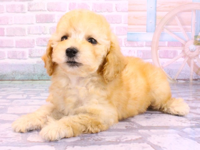 大阪府のトイプードル(トイ) (Coo&RIKU枚方店/2026年2月10日生まれ/女の子/ペールフォーン)の子犬の3枚目の画像