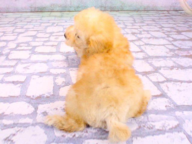 大阪府のトイプードル(トイ) (Coo&RIKU枚方店/2026年2月10日生まれ/女の子/ペールフォーン)の子犬の4枚目の画像