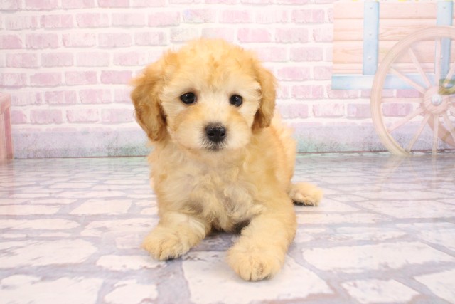 兵庫県のトイプードル(トイ) (Coo&RIKU姫路店/2026年2月10日生まれ/女の子/ペールフォーン)の子犬の1枚目の画像