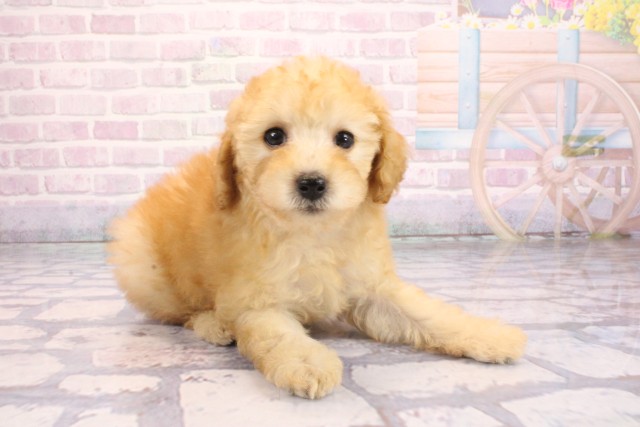 兵庫県のトイプードル(トイ) (Coo&RIKU姫路店/2026年2月10日生まれ/女の子/ペールフォーン)の子犬の2枚目の画像