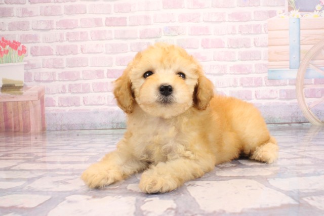 兵庫県のトイプードル(トイ) (Coo&RIKU姫路店/2026年2月10日生まれ/女の子/ペールフォーン)の子犬の3枚目の画像