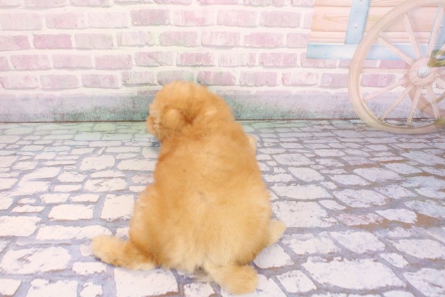 兵庫県のトイプードル(トイ) (Coo&RIKU姫路店/2026年2月10日生まれ/女の子/ペールフォーン)の子犬の4枚目の画像