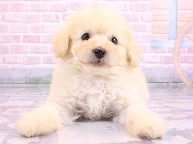 大阪府のトイプードル(トイ) (Coo&RIKU寝屋川店/2026年2月12日生まれ/男の子/クリーム)の子犬の1枚目の画像