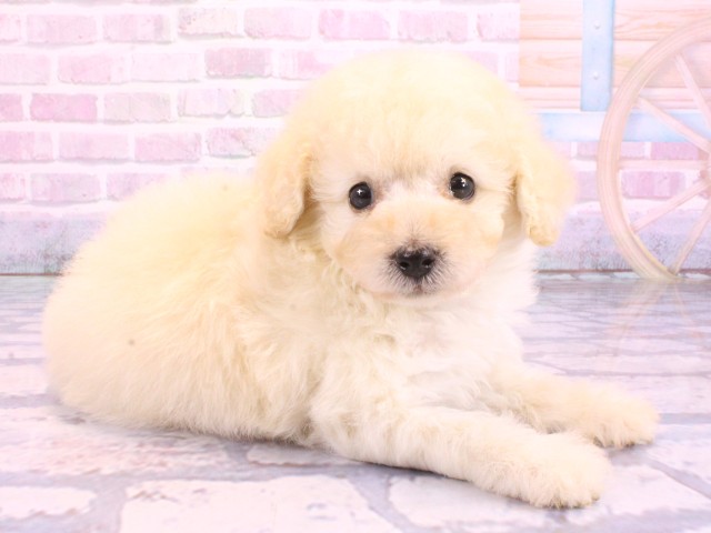 大阪府のトイプードル(トイ) (Coo&RIKU寝屋川店/2026年2月12日生まれ/男の子/クリーム)の子犬の2枚目の画像