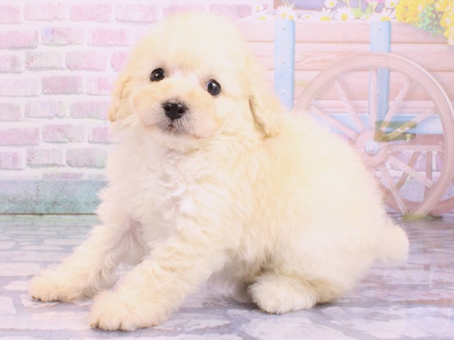 大阪府のトイプードル(トイ) (Coo&RIKU寝屋川店/2026年2月12日生まれ/男の子/クリーム)の子犬の3枚目の画像