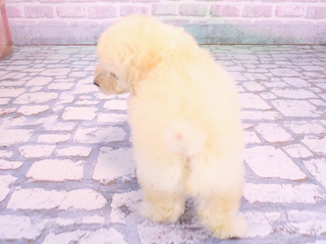 大阪府のトイプードル(トイ) (Coo&RIKU寝屋川店/2026年2月12日生まれ/男の子/クリーム)の子犬の4枚目の画像