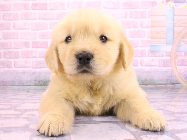 大阪府のゴールデンレトリバー (Coo&RIKU寝屋川店/2026年2月12日生まれ/男の子/ゴールデン)の子犬の1枚目の画像