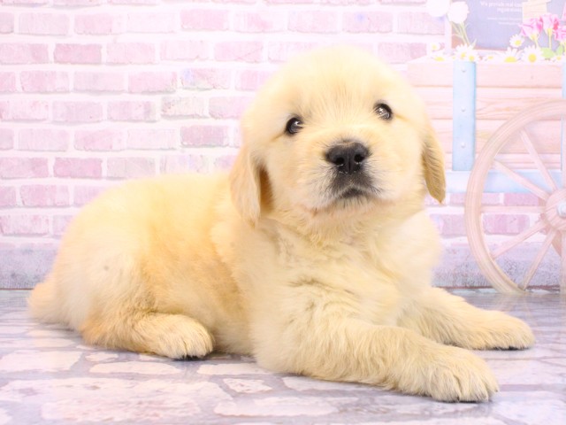 大阪府のゴールデンレトリバー (Coo&RIKU寝屋川店/2026年2月12日生まれ/男の子/ゴールデン)の子犬の2枚目の画像