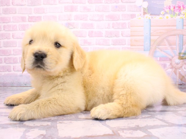 大阪府のゴールデンレトリバー (Coo&RIKU寝屋川店/2026年2月12日生まれ/男の子/ゴールデン)の子犬の3枚目の画像