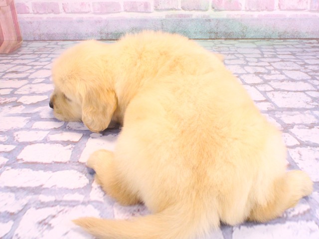 大阪府のゴールデンレトリバー (Coo&RIKU寝屋川店/2026年2月12日生まれ/男の子/ゴールデン)の子犬の4枚目の画像