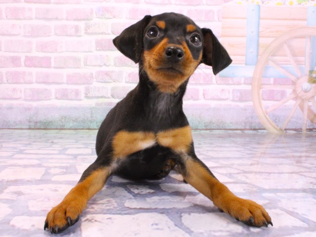 滋賀県のミニチュアピンシャー (Coo&RIKUアヤハディオ水口店/2026年2月9日生まれ/男の子/ブラックタン)の子犬の1枚目の画像