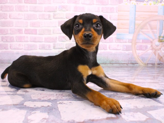 滋賀県のミニチュアピンシャー (Coo&RIKUアヤハディオ水口店/2026年2月9日生まれ/男の子/ブラックタン)の子犬の2枚目の画像