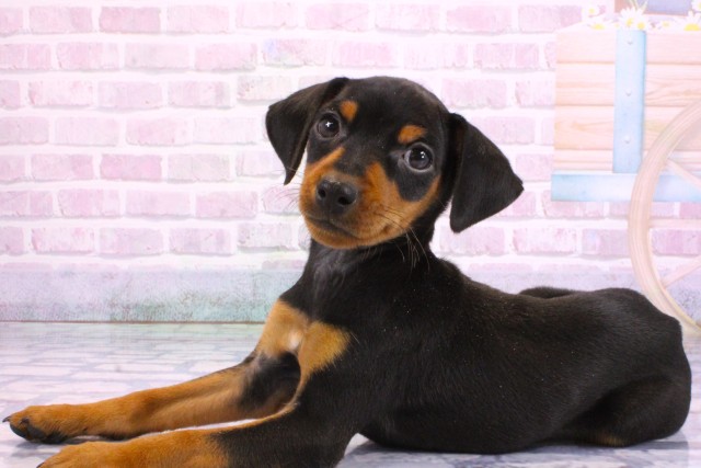 滋賀県のミニチュアピンシャー (Coo&RIKUアヤハディオ水口店/2026年2月9日生まれ/男の子/ブラックタン)の子犬の3枚目の画像