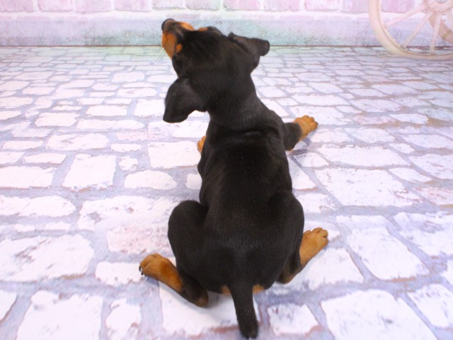 滋賀県のミニチュアピンシャー (Coo&RIKUアヤハディオ水口店/2026年2月9日生まれ/男の子/ブラックタン)の子犬の4枚目の画像