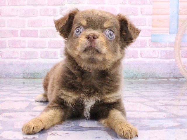 京都府のチワワ(ロング) (Coo&RIKU京都河原町店/2026年2月10日生まれ/女の子/イザベラタン)の子犬の1枚目の画像