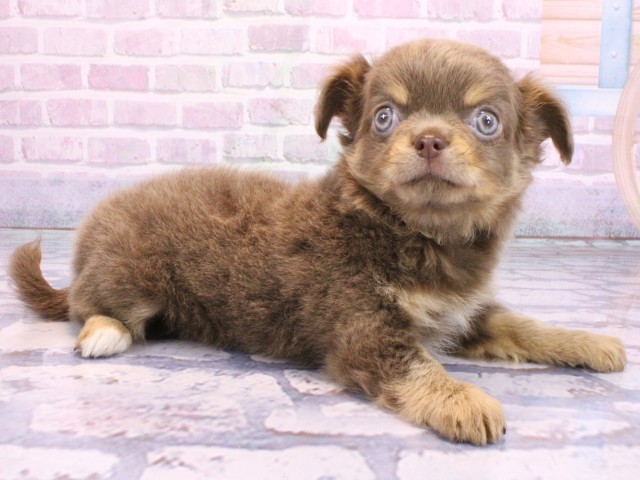 京都府のチワワ(ロング) (Coo&RIKU京都河原町店/2026年2月10日生まれ/女の子/イザベラタン)の子犬の2枚目の画像