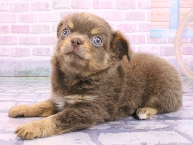 京都府のチワワ(ロング) (Coo&RIKU京都河原町店/2026年2月10日生まれ/女の子/イザベラタン)の子犬の3枚目の画像