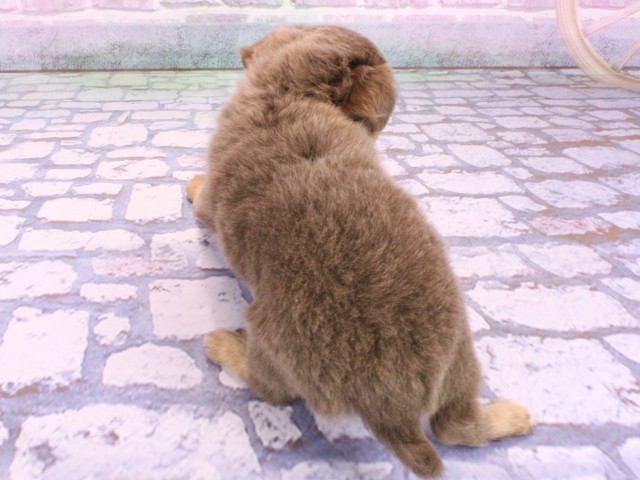 京都府のチワワ(ロング) (Coo&RIKU京都河原町店/2026年2月10日生まれ/女の子/イザベラタン)の子犬の4枚目の画像