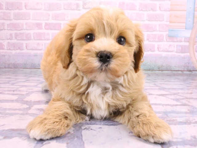 滋賀県のマルプー(マルチーズ×プードル) (Coo&RIKUアヤハディオ水口店/2026年2月12日生まれ/男の子/クリーム)の子犬の1枚目の画像