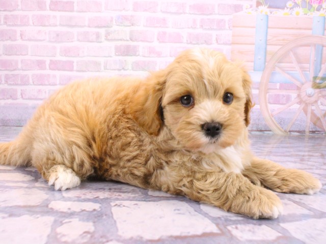 滋賀県のマルプー(マルチーズ×プードル) (Coo&RIKUアヤハディオ水口店/2026年2月12日生まれ/男の子/クリーム)の子犬の2枚目の画像