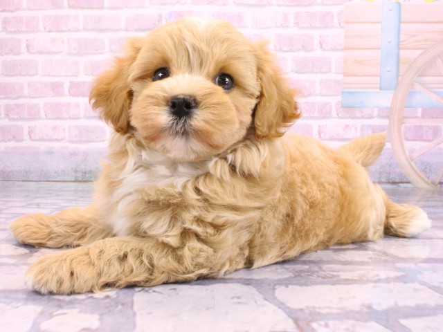 滋賀県のマルプー(マルチーズ×プードル) (Coo&RIKUアヤハディオ水口店/2026年2月12日生まれ/男の子/クリーム)の子犬の3枚目の画像