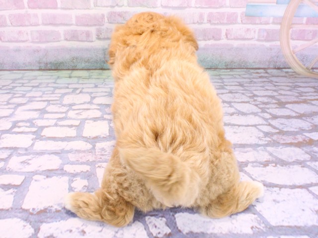 滋賀県のマルプー(マルチーズ×プードル) (Coo&RIKUアヤハディオ水口店/2026年2月12日生まれ/男の子/クリーム)の子犬の4枚目の画像