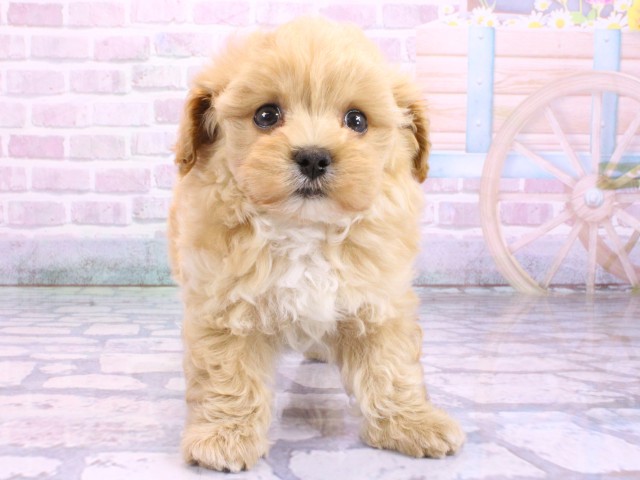 大阪府のマルプー(マルチーズ×プードル) (Coo&RIKU心斎橋店/2026年2月12日生まれ/男の子/クリーム)の子犬