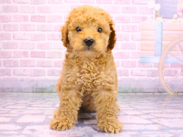 兵庫県のミディアムプードル (Coo&RIKU姫路店/2026年2月10日生まれ/女の子/オレンジフォーン)の子犬の1枚目の画像