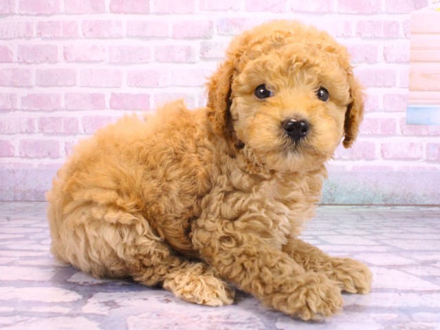 兵庫県のミディアムプードル (Coo&RIKU姫路店/2026年2月10日生まれ/女の子/オレンジフォーン)の子犬の2枚目の画像